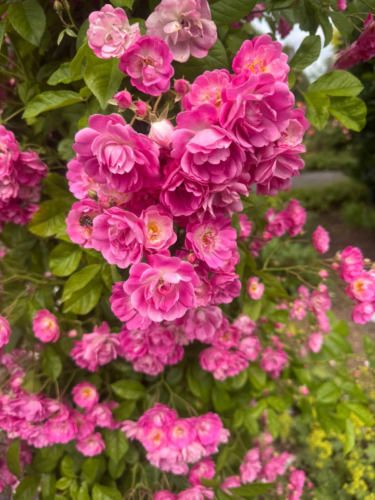 Üppig blühende pinke Rosen im Garten